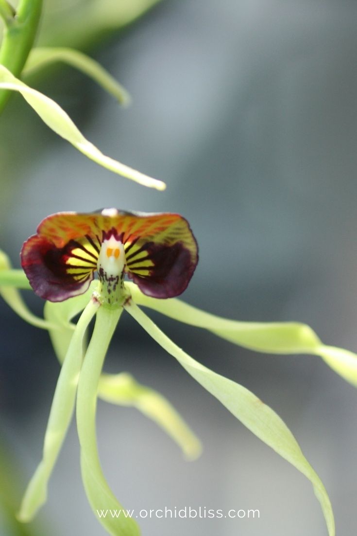 encyclia orchid - ever blooming - great bathroom orchid