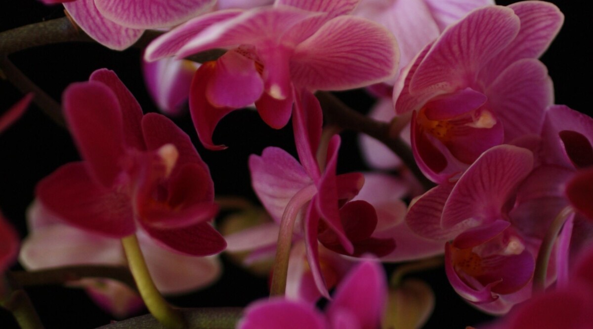 espresso orchids
