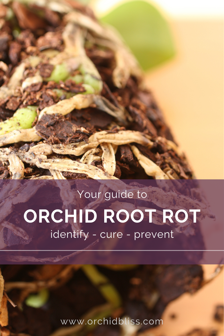 How to Fix Orchid Root Rot (Symptoms, Care, & More) - Orchid Bliss