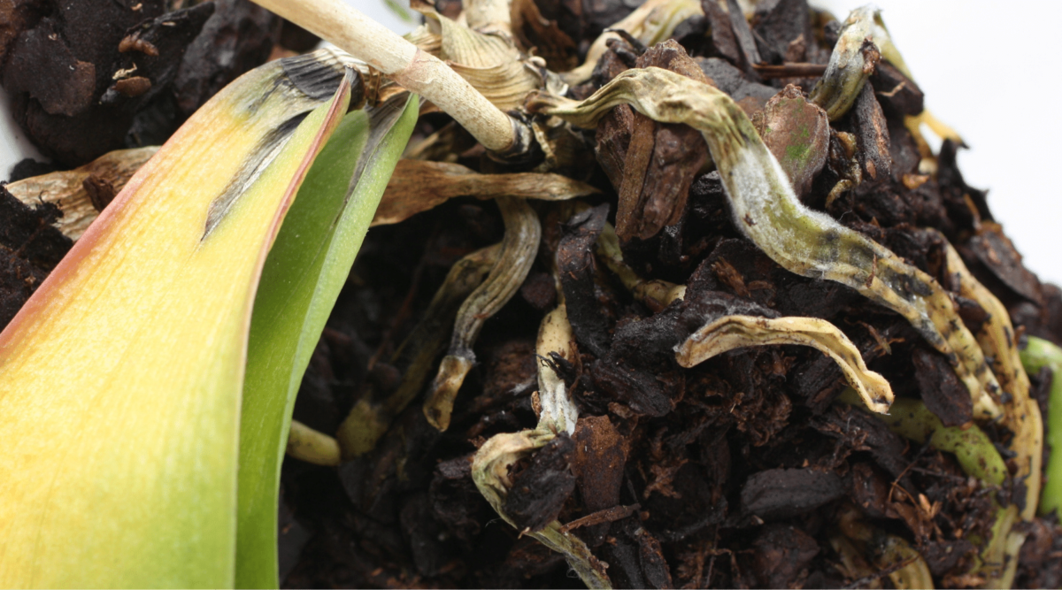 orchids curing root rot