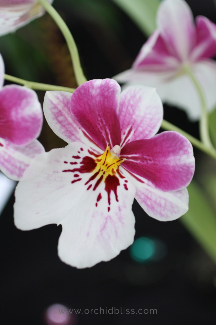 8 Best Orchids for Bathrooms Orchid Bliss