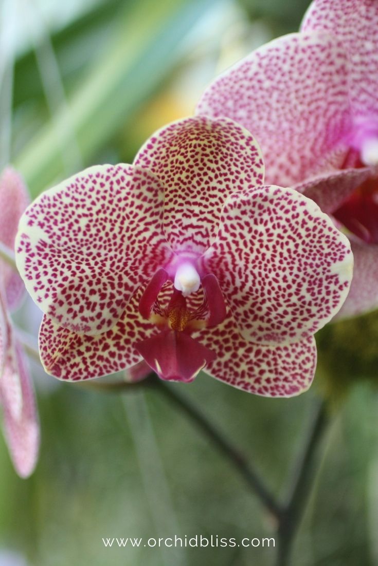 phalaenopsis orchid - bathroom