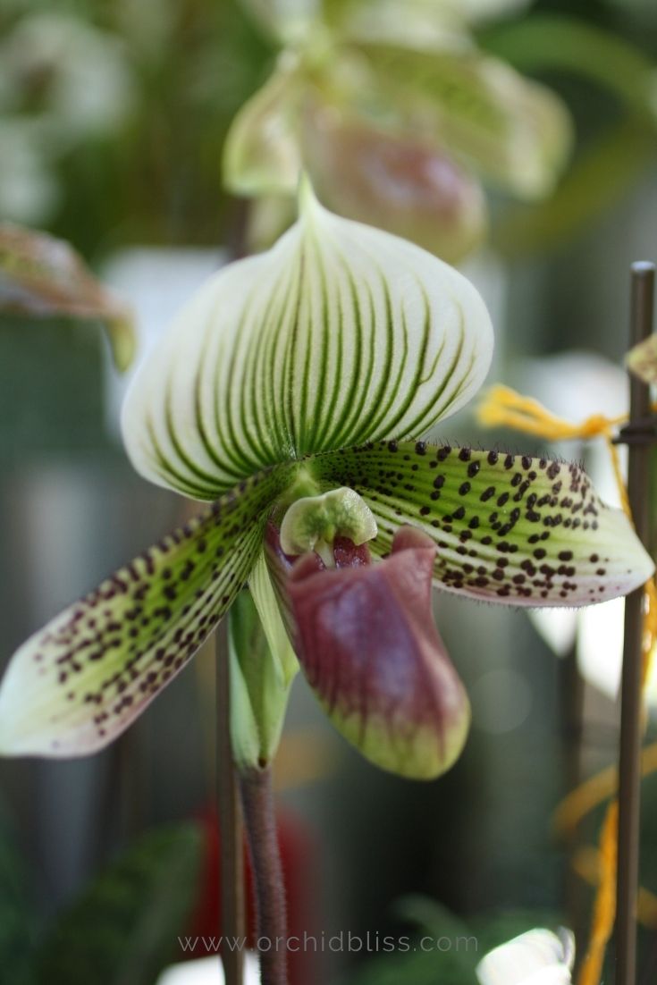 slipper orchid - bathroom