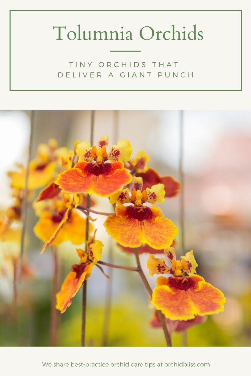 Tolumnia Orchid Care: The Complete Guide - Orchid Bliss