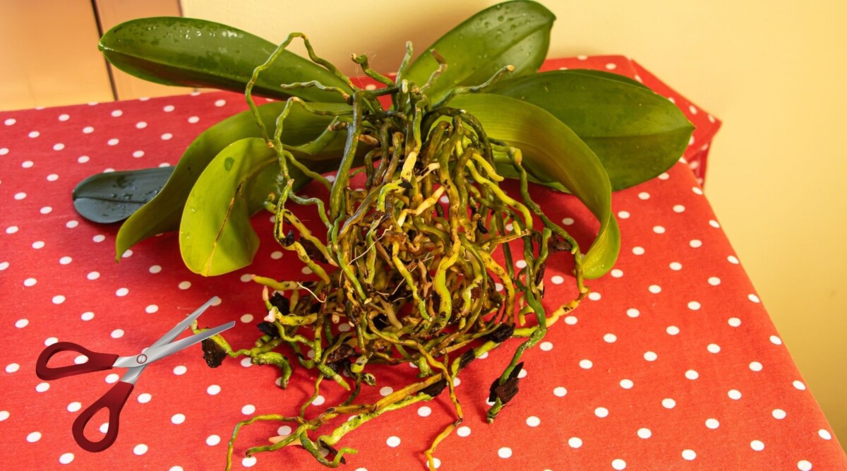 trim orchid roots