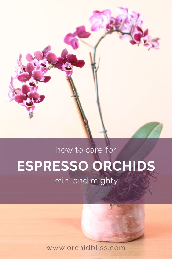 espresso orchids - care