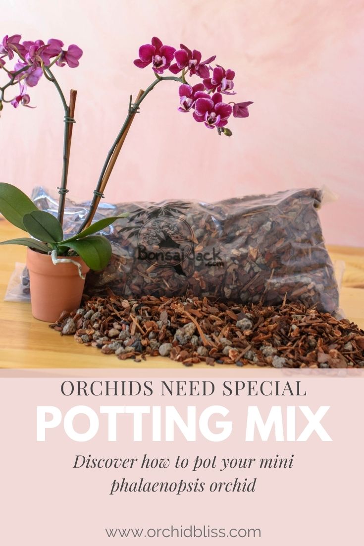 espresso orchids - potting - mini phalaenopsis