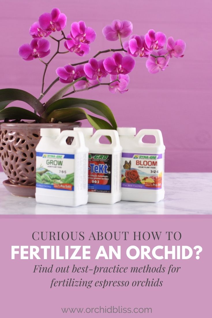 fertilize mini phalaenopsis orchids - espresso orchid