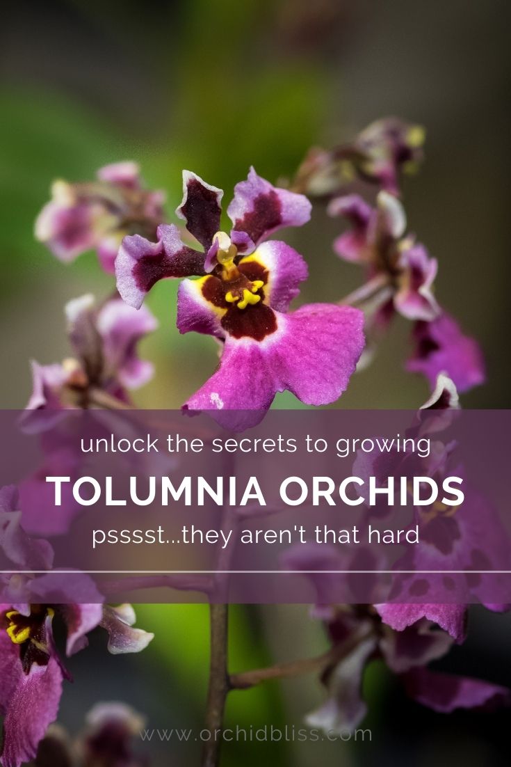 how to grow tolumnia orchids