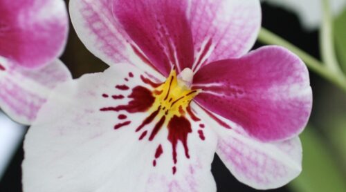 Miltonia Orchid Care: The Complete Guide - Orchid Bliss