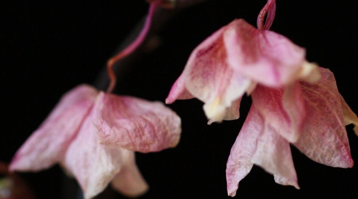 orchid bud dying