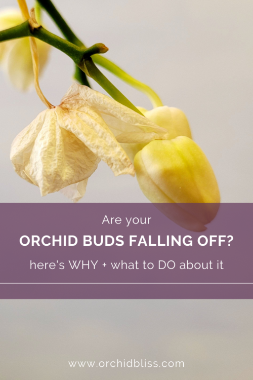 Orchid Flowers Falling Off? Here's Why (And What to Do) Orchid Bliss