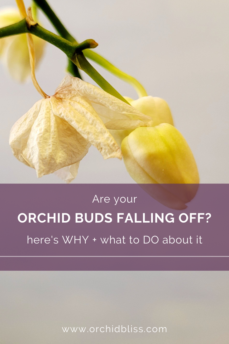 orchid buds falling off - what to do