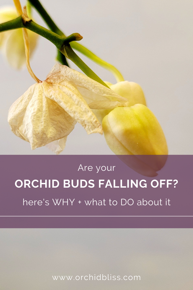 orchidee knoppen die eraf vallen-wat te doen