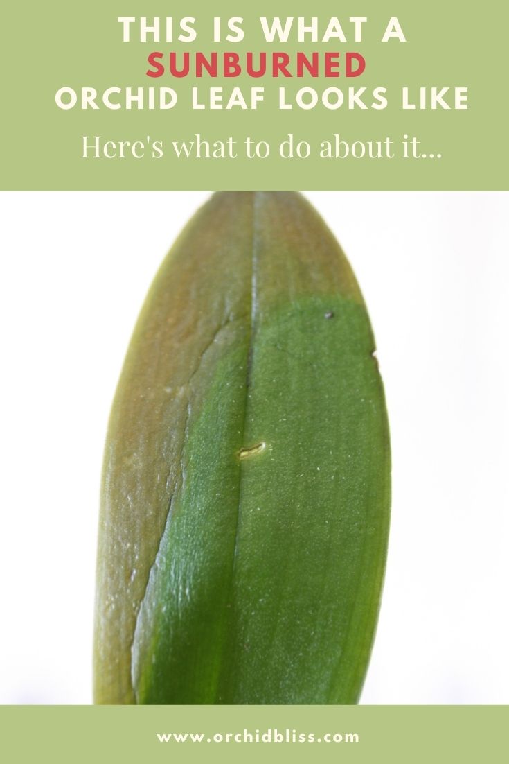 sunburned orchid leaf - trimming orchid leaves