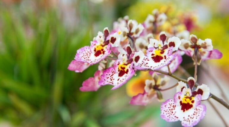 Tolumnia Orchid Care: The Complete Guide