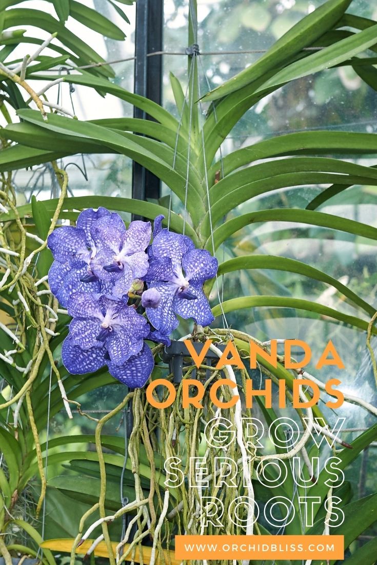 trim orchid roots - vanda orchids