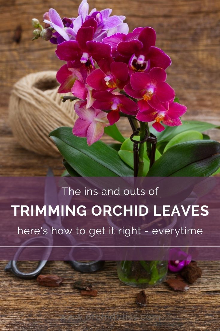trimming orchid leaves - step-by-step