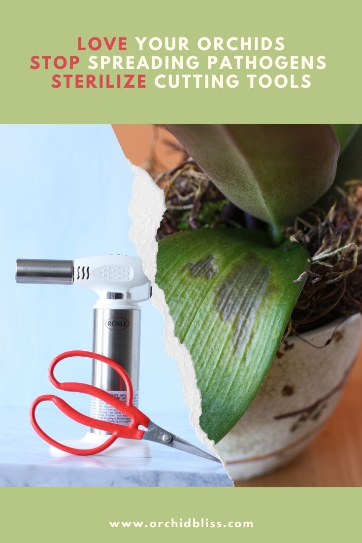 trimming orchid leaves - sterilize cutting tools