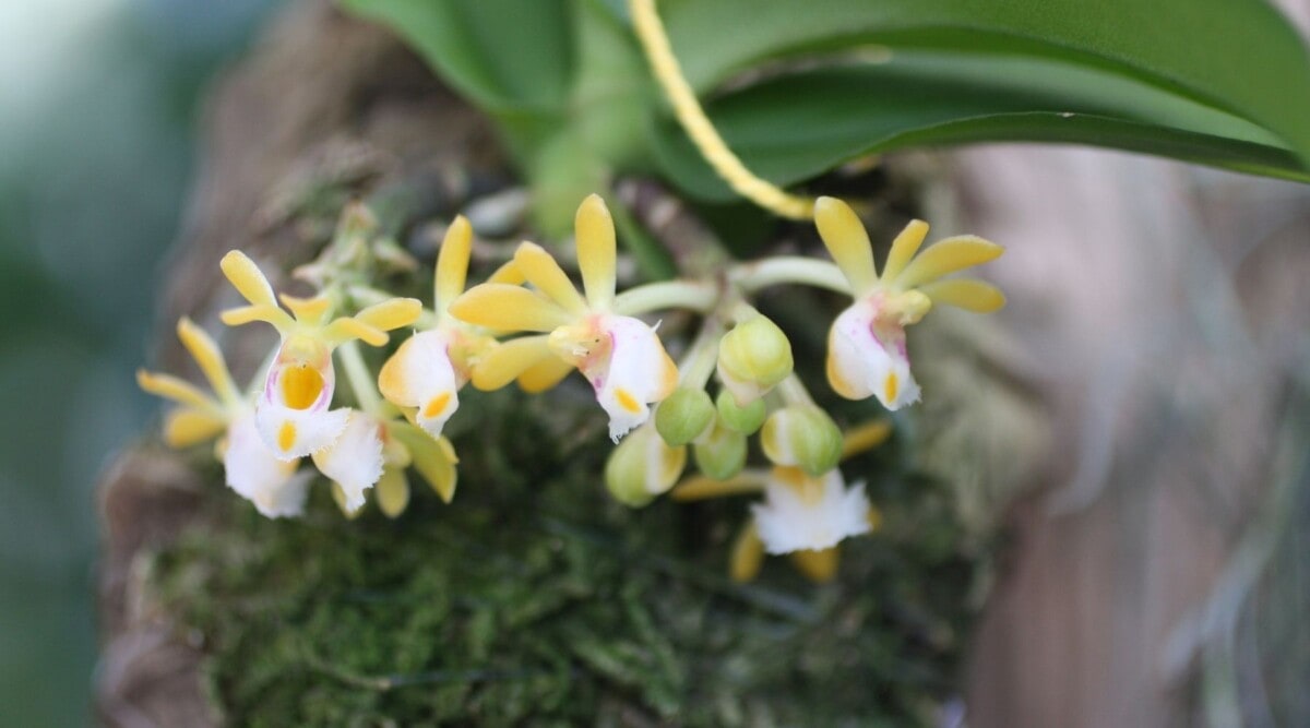 The Complete Guide to Mounted Orchids - Orchid Bliss