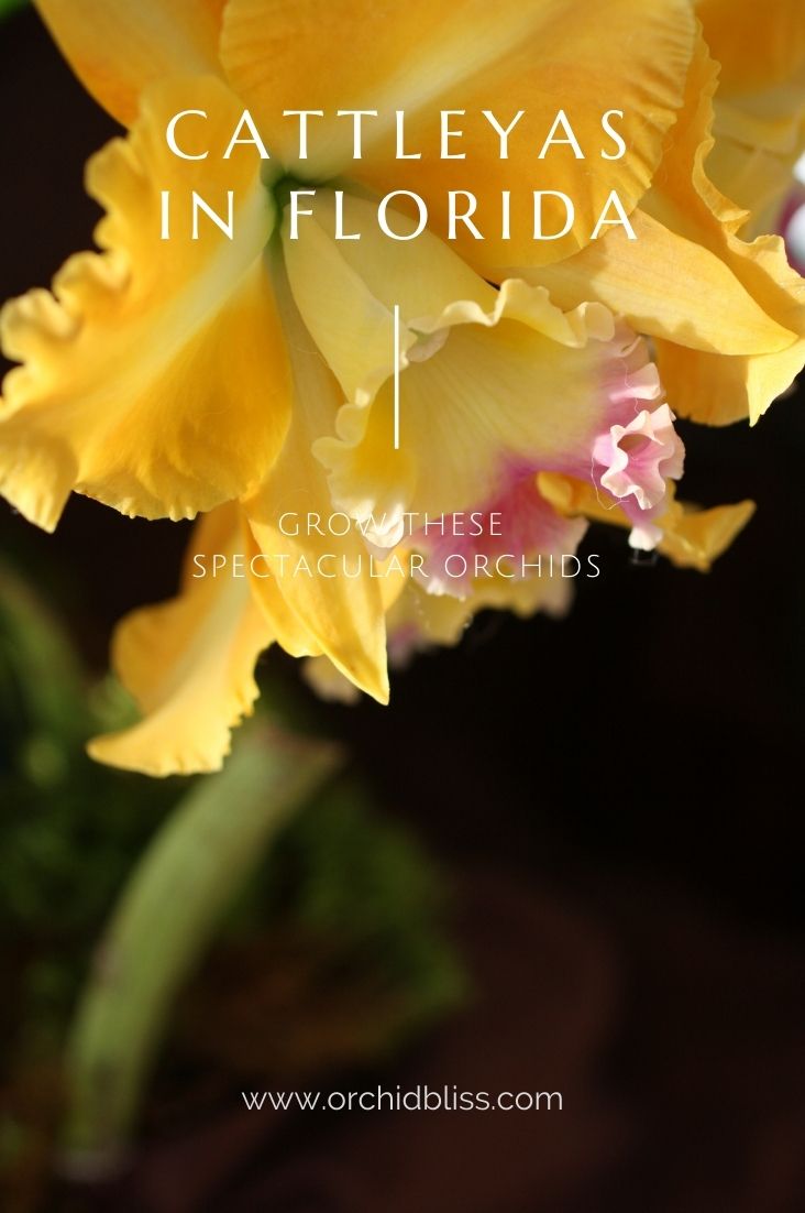 Cattleya ideal Florida orchid