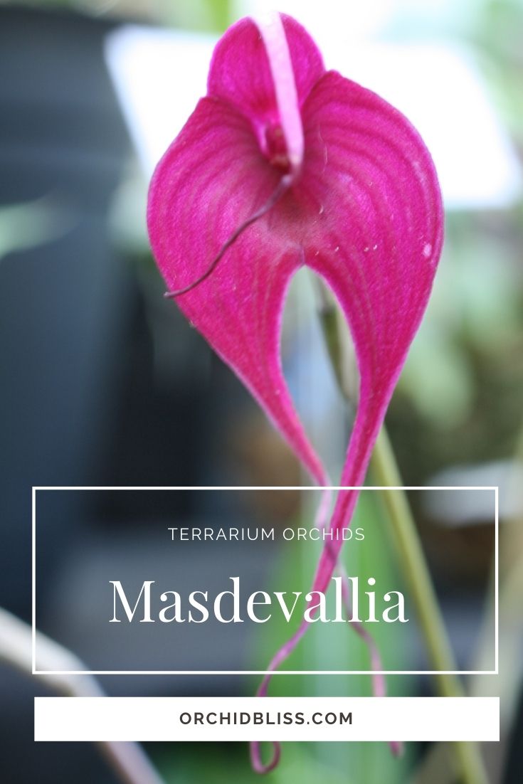 Masdevallia Orchids - ideal terrarium orchids