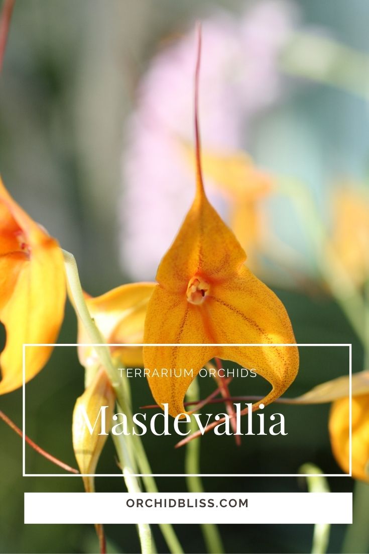 Masdevallia Orchids- very best terrarium orchids