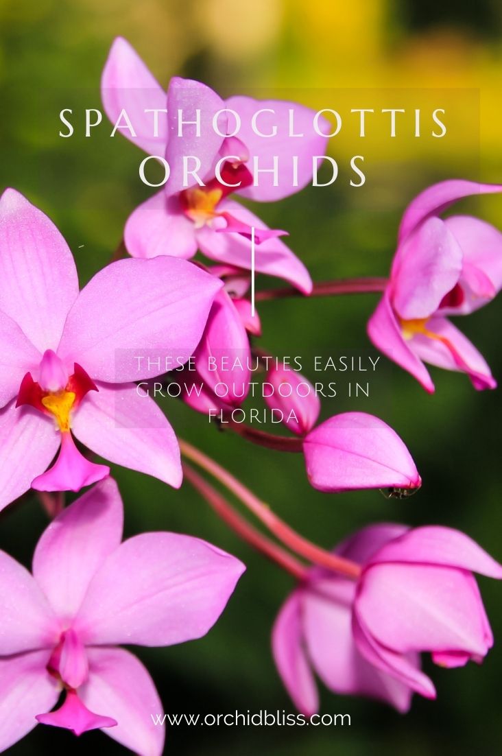Spathoglottis orchids - outdoor orchids - Florida