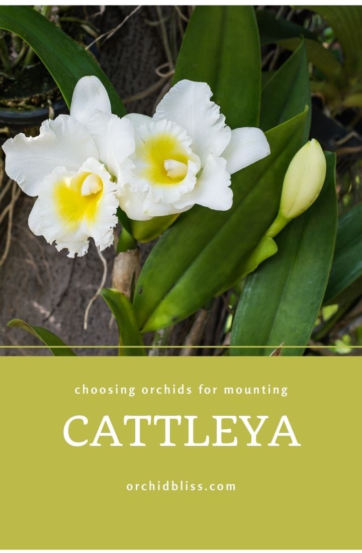 cattleya - best orchid mounts