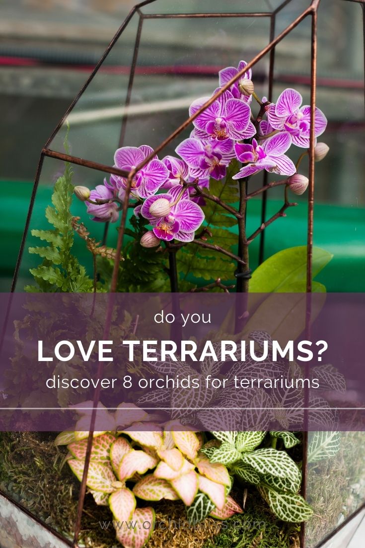 check out the these 8 orchids suited for terrariums