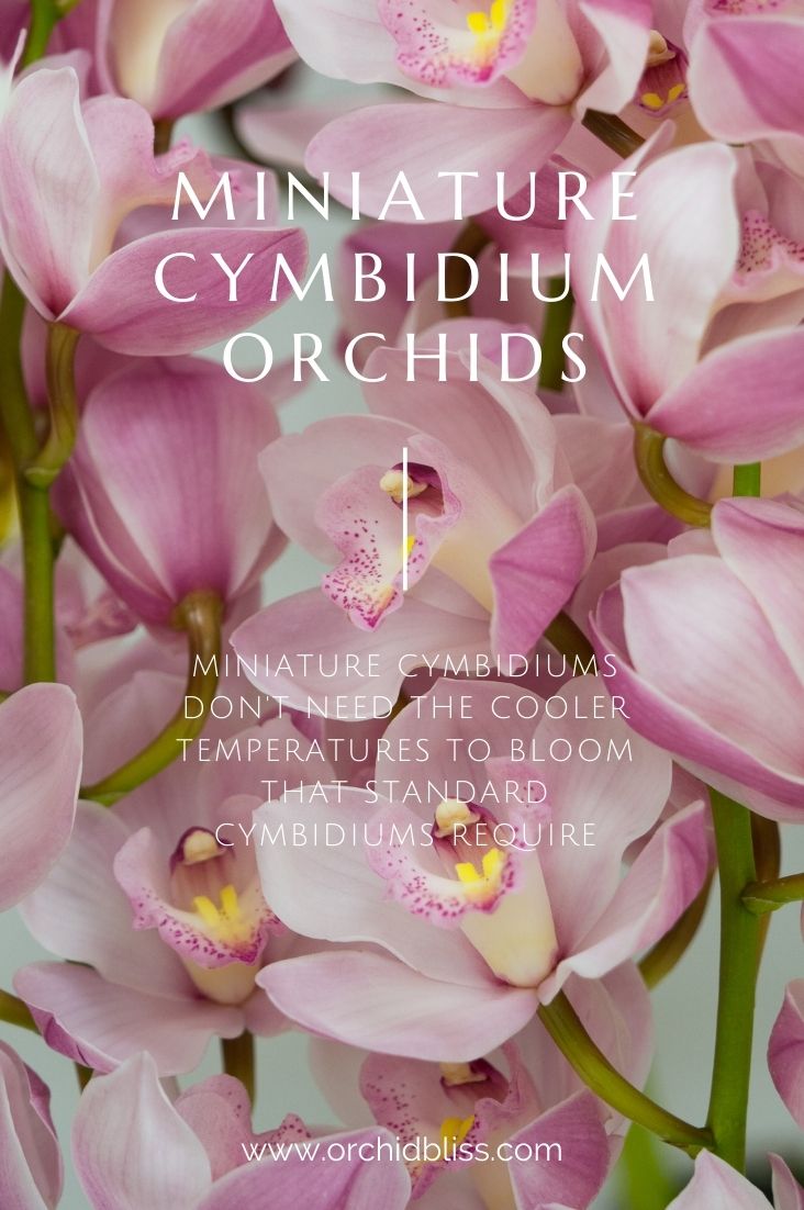 choose miniature cymbidiums - grow orchids - Florida