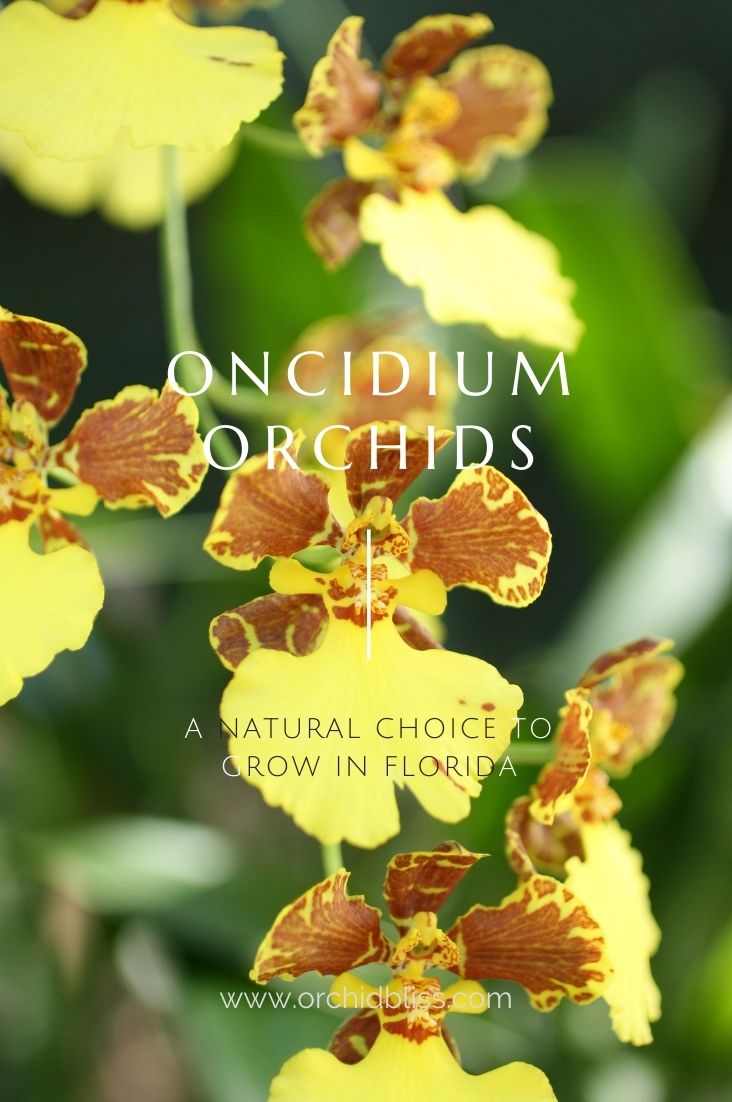 dancing lady - oncidium - orchids to grow - Florida