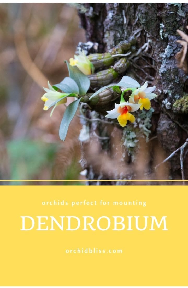 dendrobium orchids - perfect for mounting