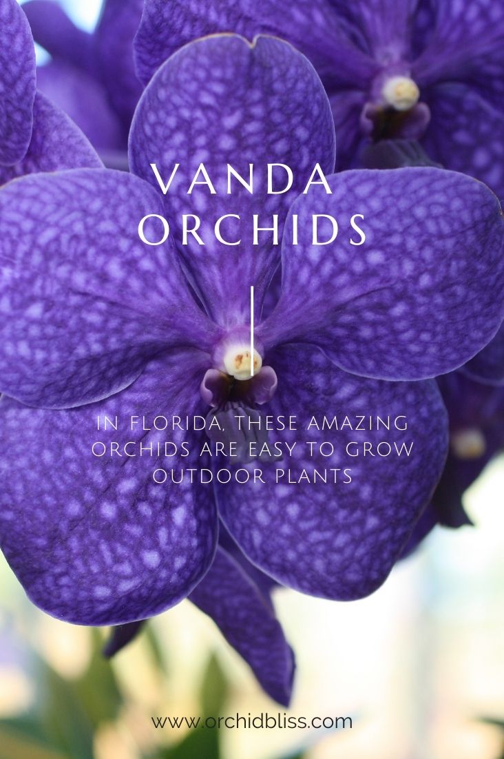 easy outdoor orchid - Florida - Vanda Orchids