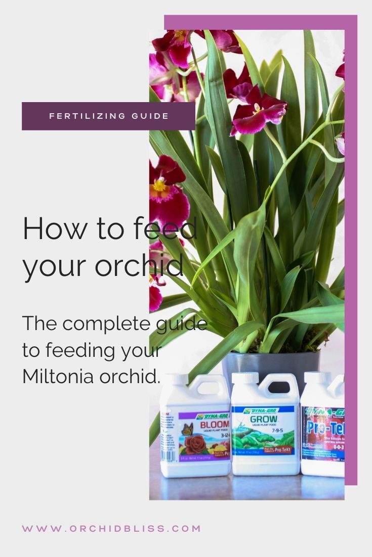 fertilizing miltonia orchids