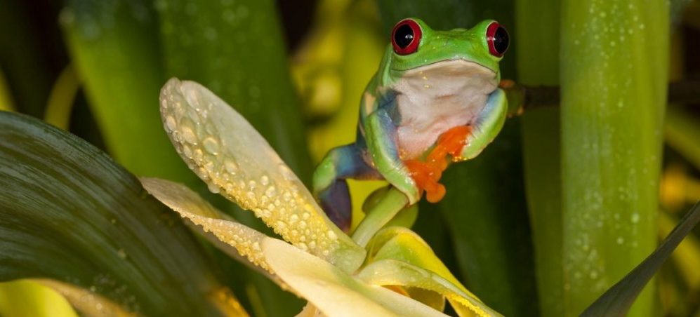 frog with orchid