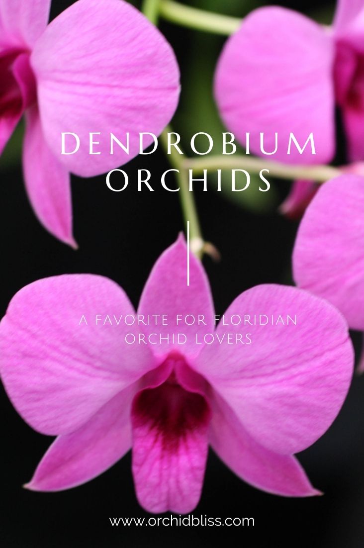 grow evergreen dendrobiums - Orchids Florida