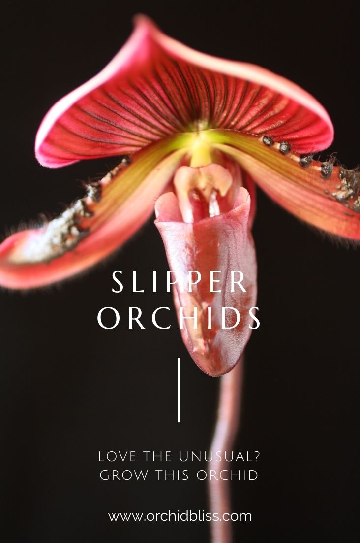 grow slipper orchids in Florida