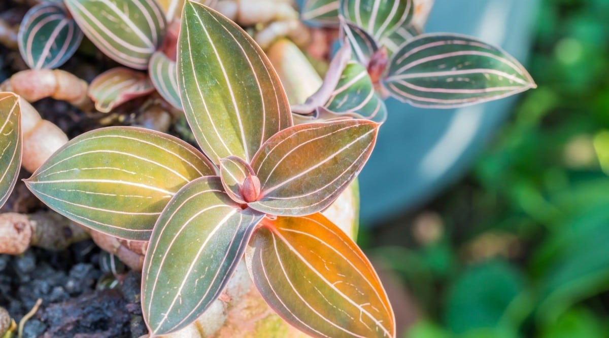 How do I care for this jewel orchid : r/Jewelorchids