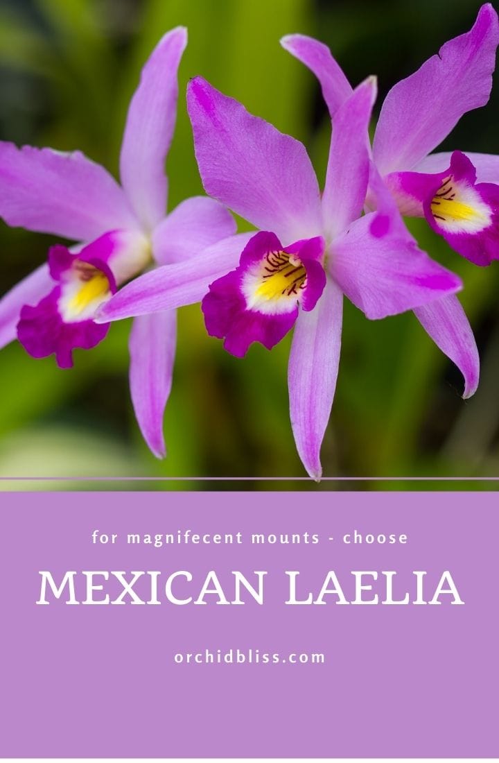 Mexican laelia - mounted orchids