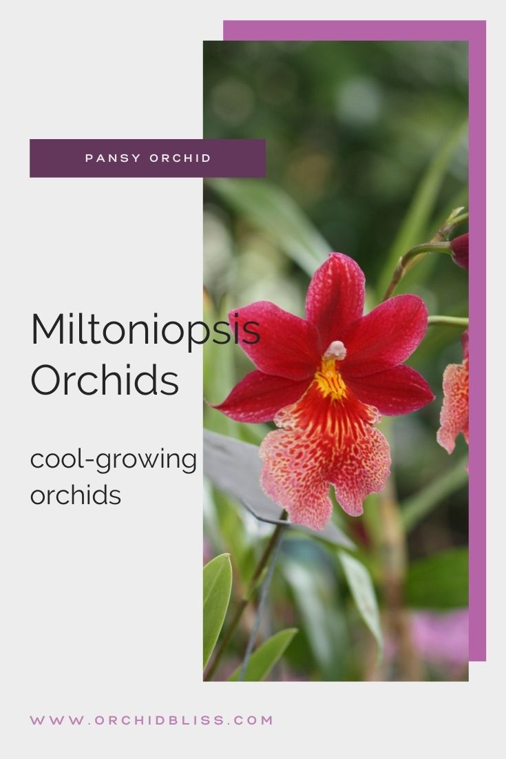 miltoniopsis - cool growing orchid