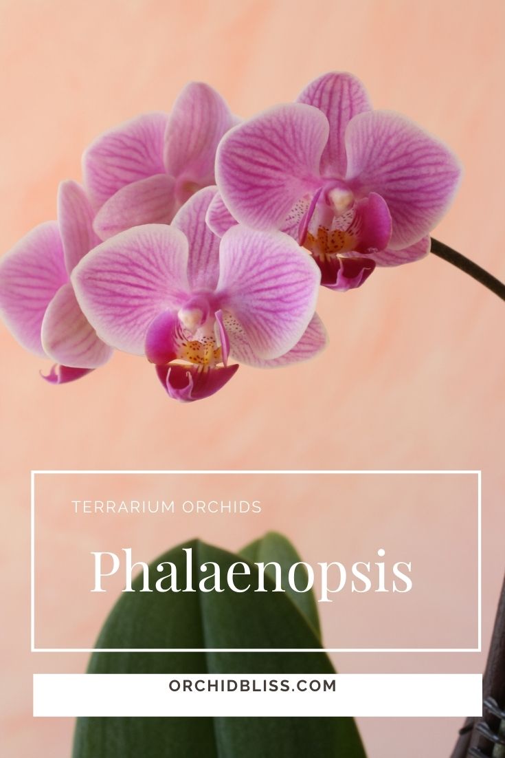 mini phalaenopsis - terrarium orchids