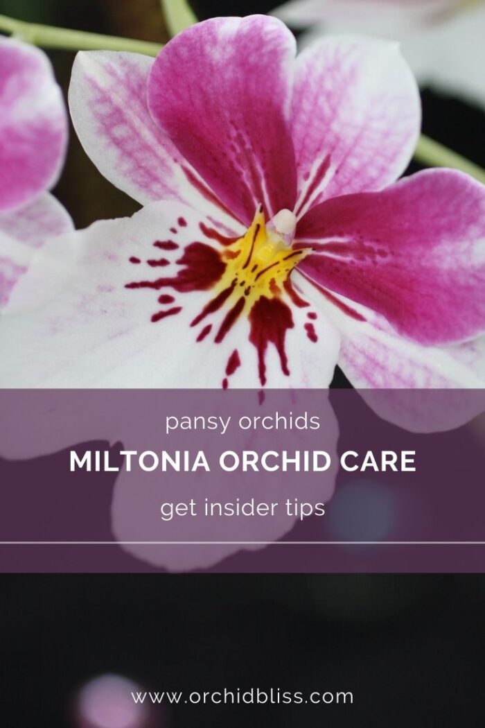 Miltonia Orchid Care The Complete Guide Orchid Bliss 