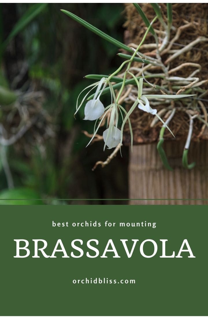 mounted orchids - brassavola