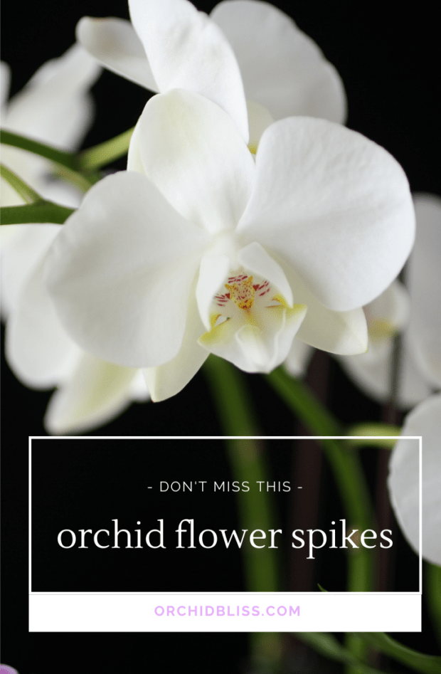 Will Orchids Grow New Stems? What You Need to Know - Orchid Bliss