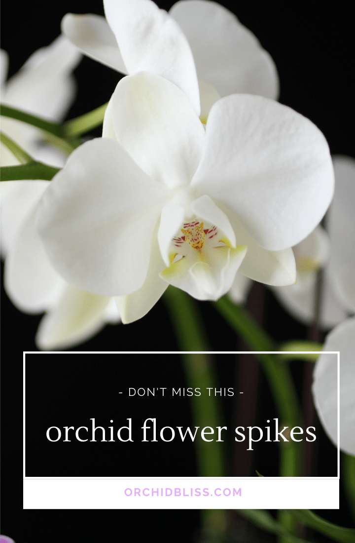 orchid flower spikes