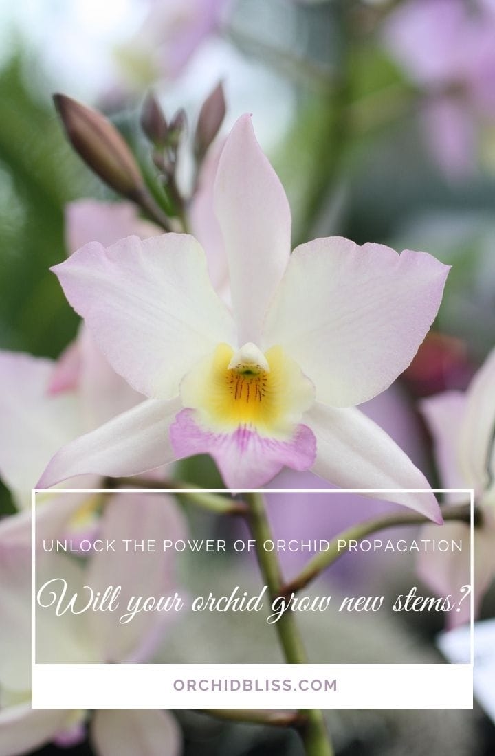 orchids - grow new stems