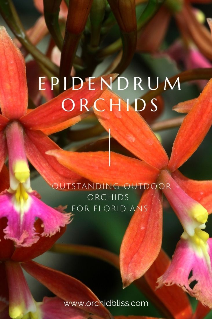 outdoor orchids in Florida - epidendrum orchids