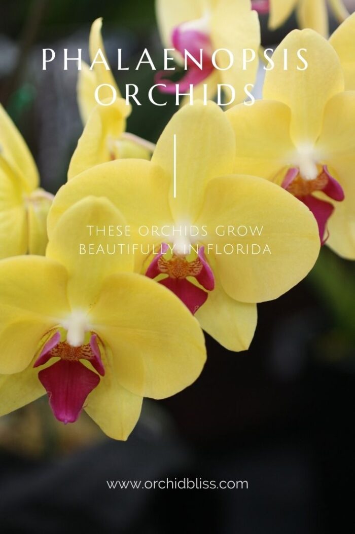 9 Best Orchids for South Florida Orchid Bliss