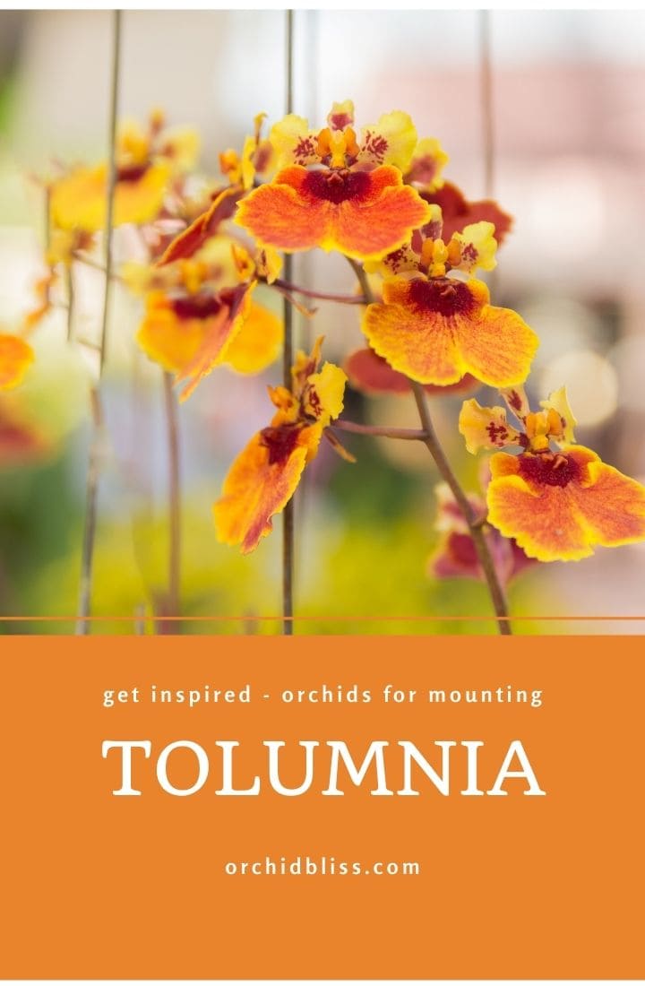 tolumnia - mounted orchids